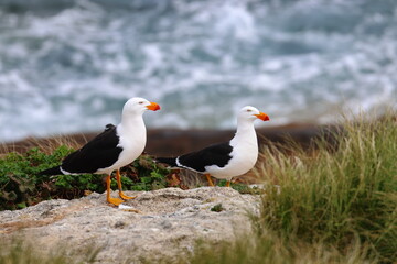 Obraz premium pacific gull