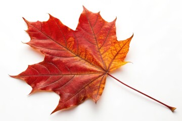 Fototapeta premium Vibrant Autumn Maple Leaf on White Background - Capturing Nature's Seasonal Beauty