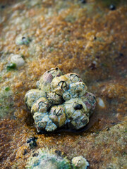 marine barnacle on the surface of a rock along the beach in Sydney, Australia