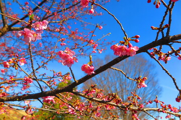 湖周辺の公園に咲く河津桜の風景13