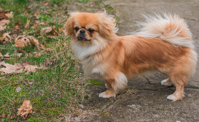 Little Beautiful red light doggo Pekingese breed. Lifestyle of domestic animals