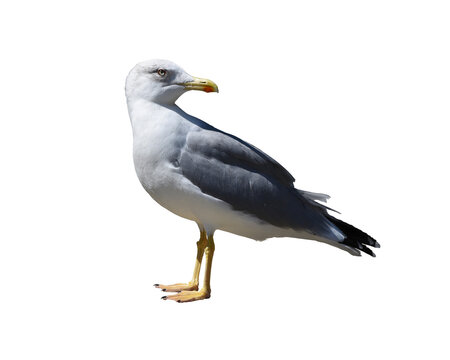 A seagull isolated on the transparent background