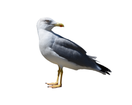 A seagull isolated on the transparent background