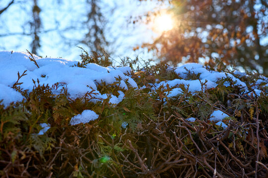 Snow and Sunlight on Winter Greenery