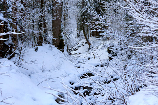 Snowy Forest Stream with Winter Trees