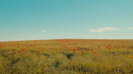 Vibrant Poppy Field Under Clear Blue Sky on Bright Sunny Day
