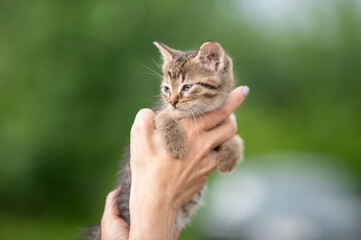 cute little kitten sitting on the hand