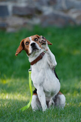 cute beagle dog in the park 