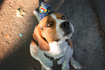 Birthday for a dog of breed beagle