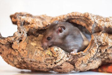 Black and white syrian hamster in a studio, in a tree trunk