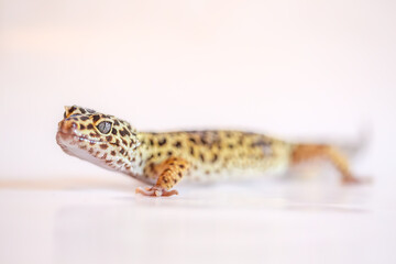 Yellow leopard gecko studio shot on white