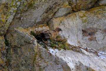 Buitre Leonado en la Sierra de Guadarrama en Invierno