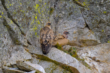 Buitre Leonado en la Sierra de Guadarrama en Invierno