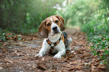 beagle puppy in the grass