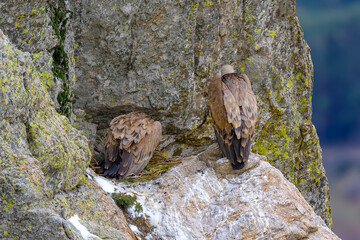 Buitre Leonado en la Sierra de Guadarrama en Invierno