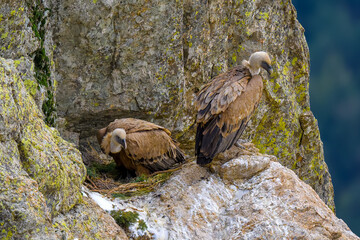 Buitre Leonado en la Sierra de Guadarrama en Invierno