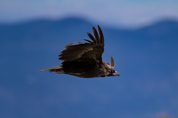 Buitre Negro volando en la sierra de guadarrama