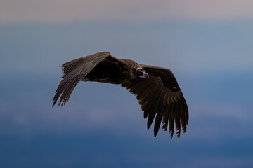 Buitre Negro volando en la sierra de guadarrama