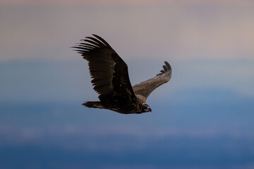 Buitre Negro volando en la sierra de guadarrama