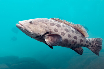 Potato grouper species of marine ray-finned fish, a grouper from the subfamily Epinephelinae in the aquarium	