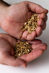 seeds in hands white background