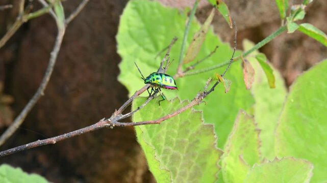 Jewel bugs. Its other names metallic shield bugs and Asian blue jewel bug. It is Scutelleridae&nbsp;is a&nbsp;family&nbsp;of&nbsp;true bugs. Its known brilliant coloration. Bright bugs in the plant. 
