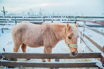Shaggy pony in a snowy ethnic village. Winter in the Arctic Circle.