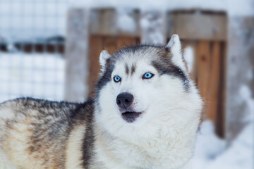 Beautiful Siberian Husky dog with blue eyes in a snowy village.
