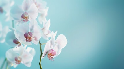 Fototapeta premium White and pink orchid flowers on a blue background. The flowers are in focus, while the background is blurred.