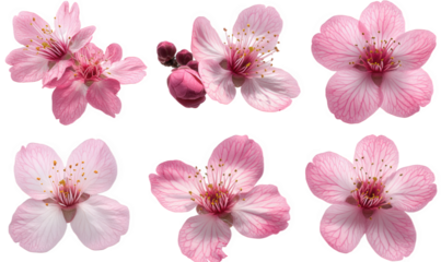 Spring, blooming pink flowers, cherry blossoms, and peach blossoms