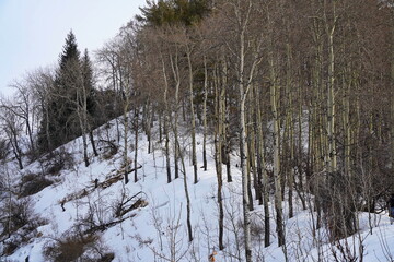 Different types of trees in the highlands. Kok Zhailau tract.