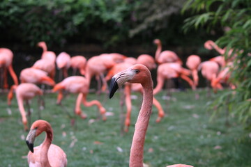 Flamingos 