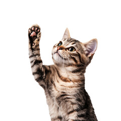 Fototapeta premium A cat is standing on a white background and is waving its paw