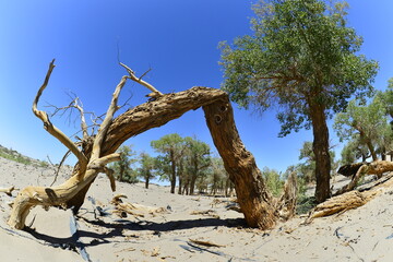 Fototapeta premium Populus euphratica trees in the desert