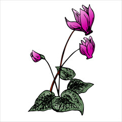 llustration of a Blooming Pink Cyclamen Bush
