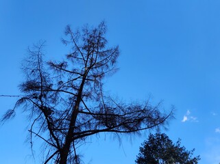 bottom up view of dead trees against blue sky