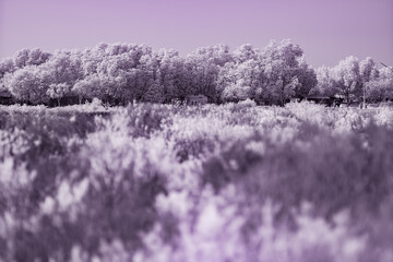 An infrared photograph, a vast expanse of delicate, feathery foliage fills the frame, creating a...