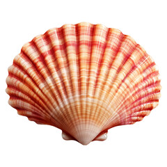 A large orange and white shell with a red stripe