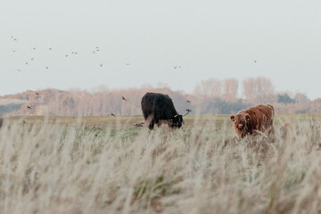 Highland Cattle in the Dutch Coastal Area
