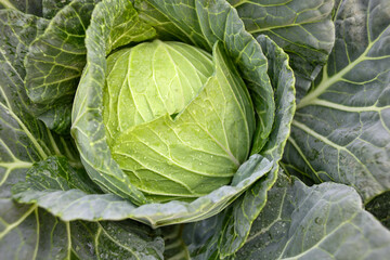 Fototapeta premium cabbage in the garden