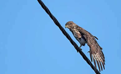 Eurasian Buzzard (Buteo buteo), Greece