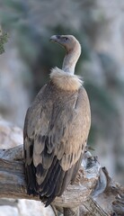 Griffon Vulture - Gyps fulvus, Crete