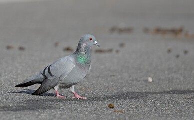 Rock Pigeon (Columba livia), Crete