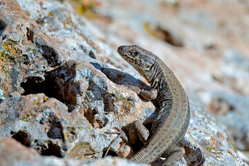 Cretan Wall Lizard - Podarcis cretensis, Crete