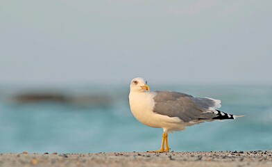 Yellow-legged Gull - Larus michahellis, Greece 