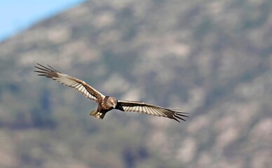 Marsh Harrier (Circus aeroginosus), Crete