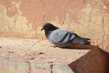 Gray Pigeon Sitting on a House Close Up