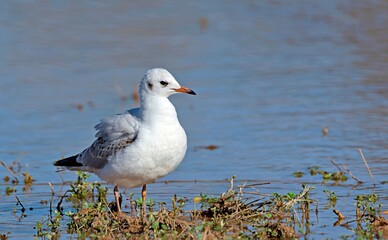 Black-headed Gull (Larus ridibundus), Greece