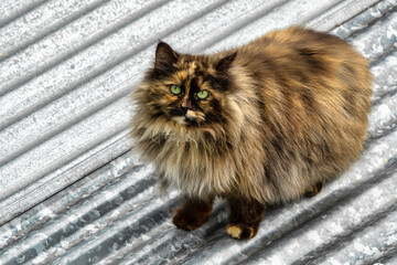 Stray cat on a roof