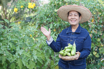 Happy Asian woman farmer is harvesting green long eggplants in garden. Concept agriculture crops, home grown vegetables for healthy eating with non toxic from chemicals.         